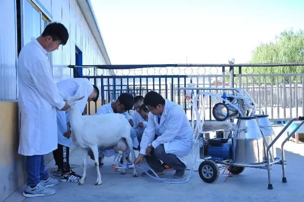 畜牧兽医是冷门专业吗？本质属于高需求潜力领域